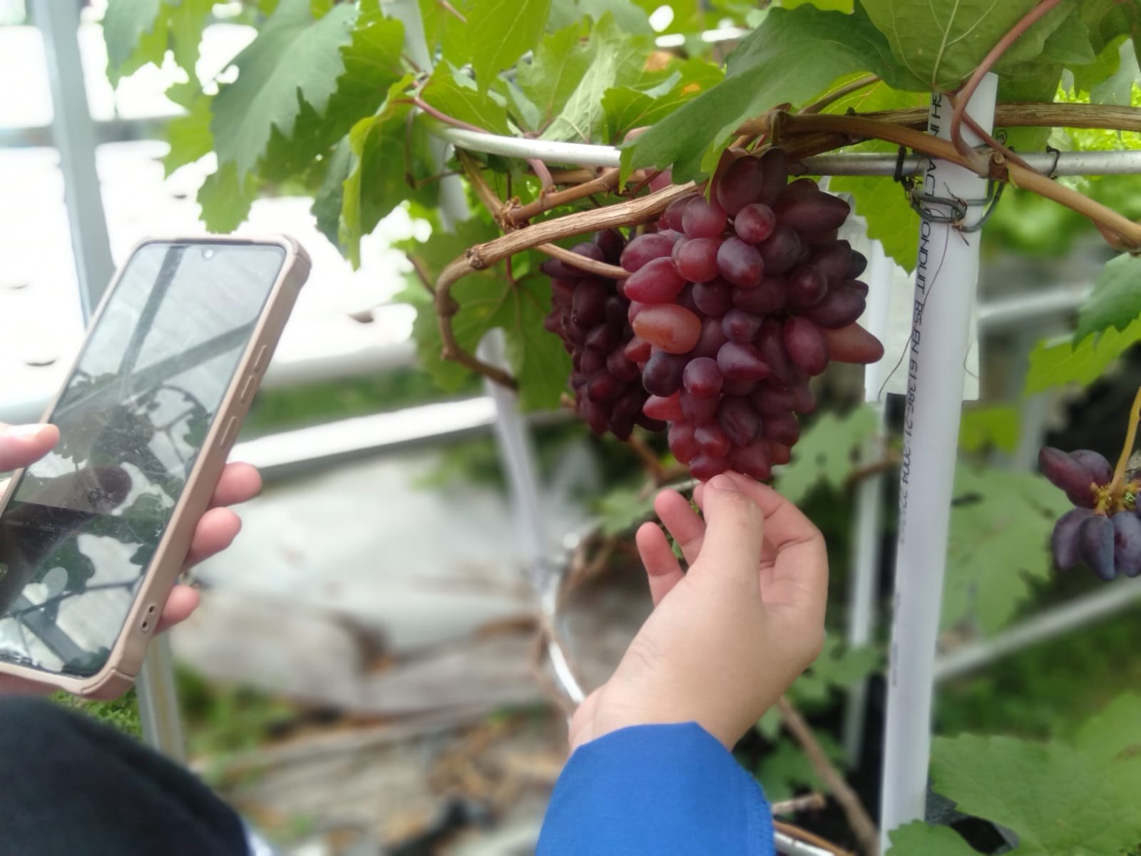 Developing Modern Agriculture, Polman Negeri Babel Opens Precision Agriculture Study Program